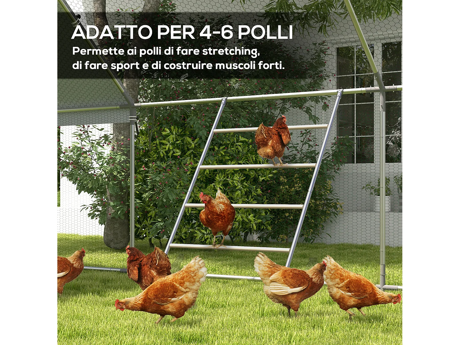 Trespolo per galline a 4 livelli per 4-6 polli in legno e acciaio