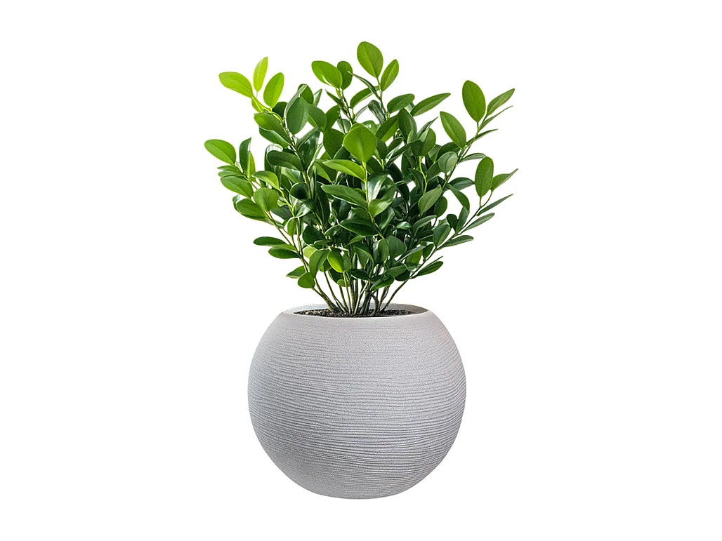 Vase sphérique rond en résine beige Botticelli pour plantes d'intérieur et d'extérieur, 40x33 cm