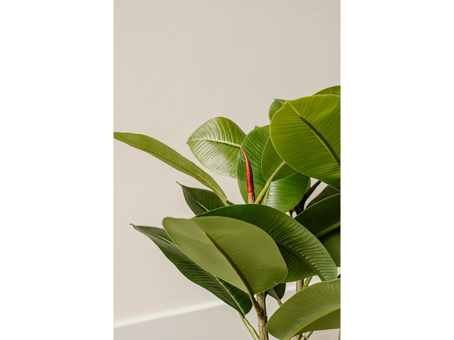 Künstliche Clusia 40 cm - Grün - Realistische Blätter ohne Pflegeaufwand - Indore Home