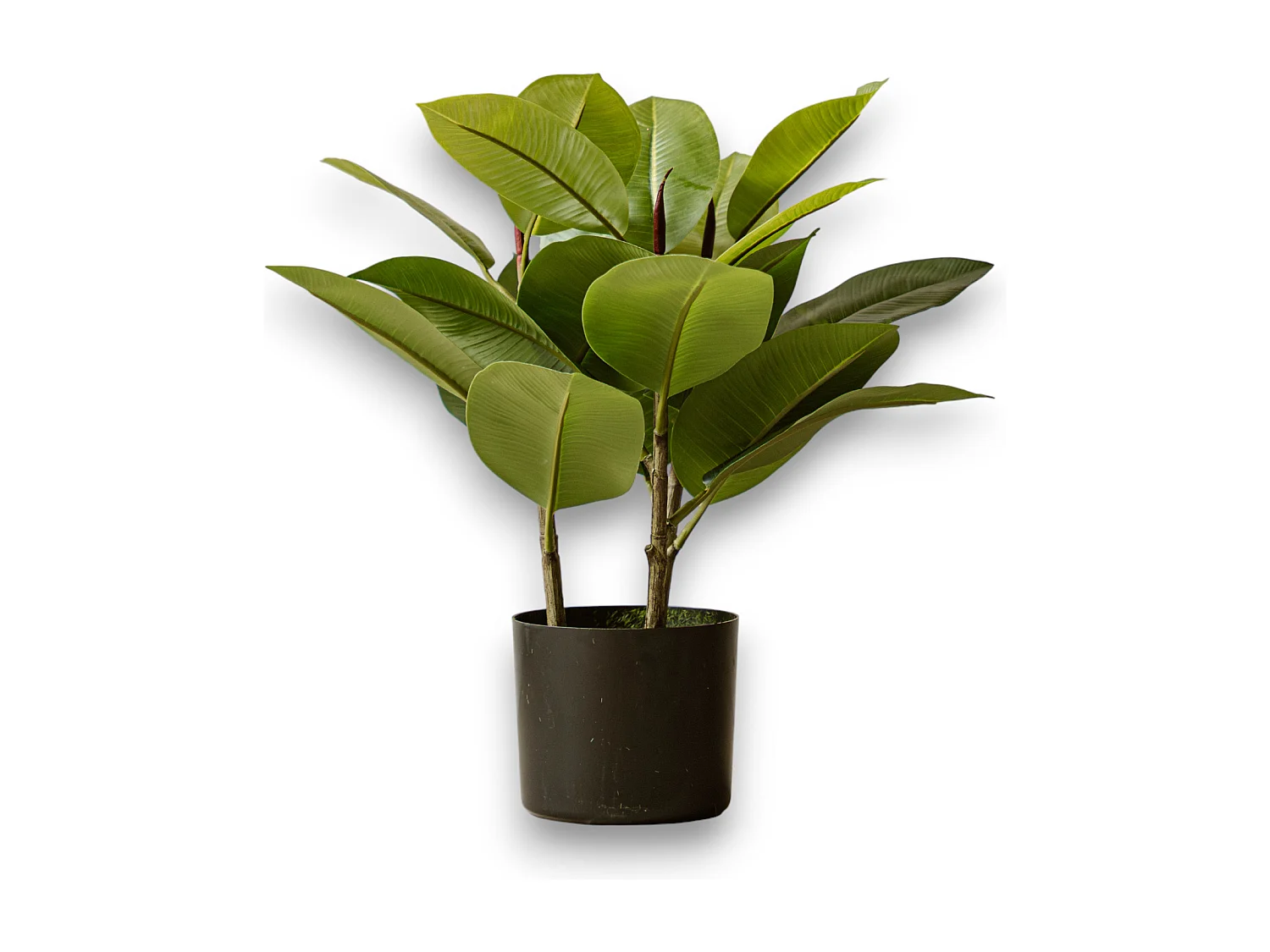 Künstliche Clusia 40 cm - Grün - Realistische Blätter ohne Pflegeaufwand - Indore Home