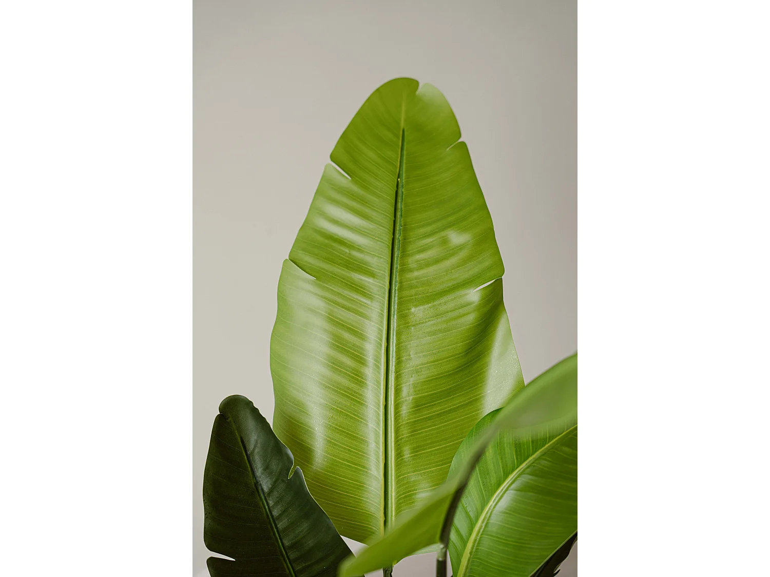 Künstliche Strelitzia 120 cm - Grün - Realistische Blätter ohne Pflegeaufwand - Indore Home