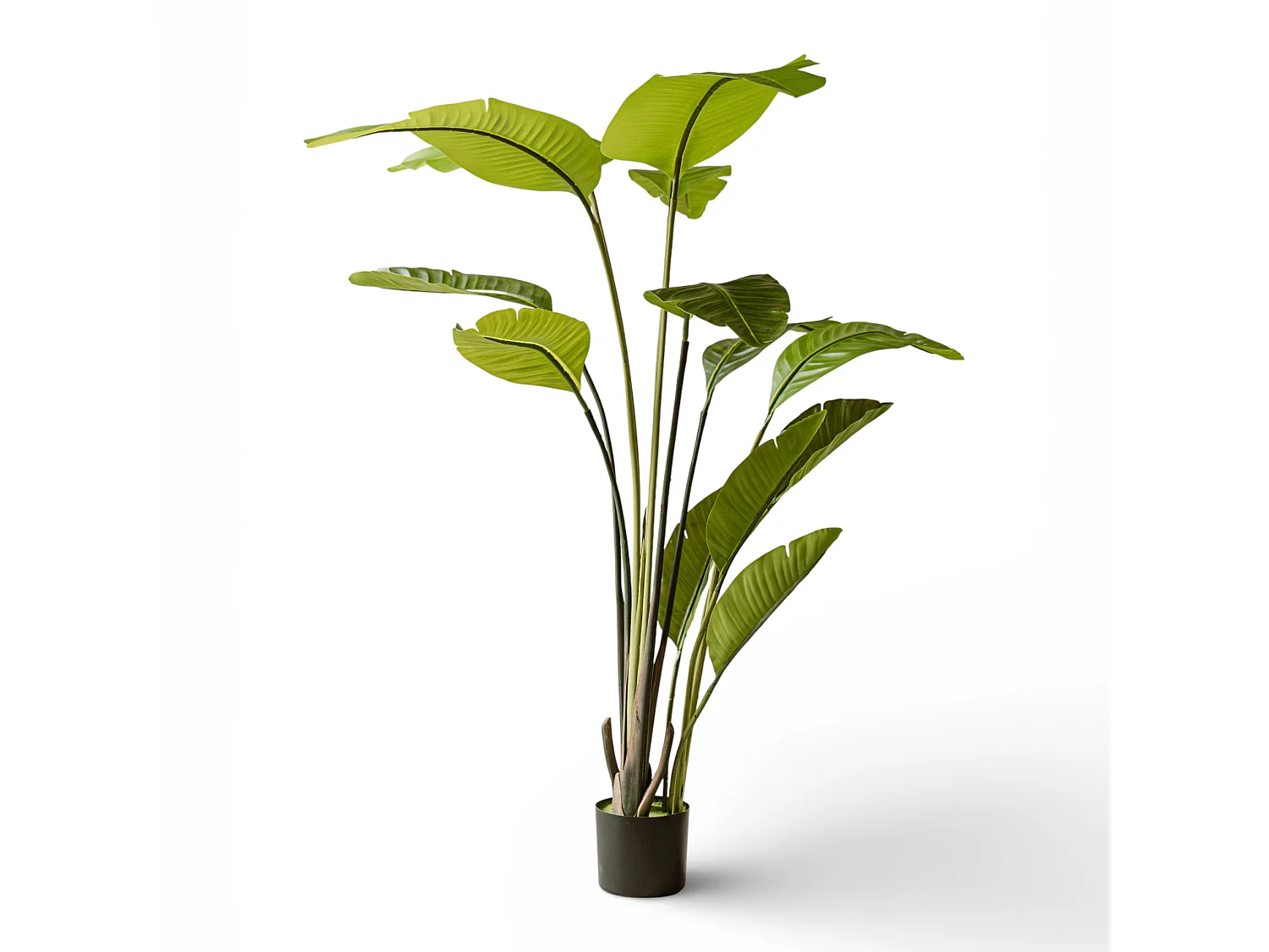 Künstliche Strelitzia 150 cm - Grün - Realistische Blätter ohne Pflegeaufwand - Indore Home