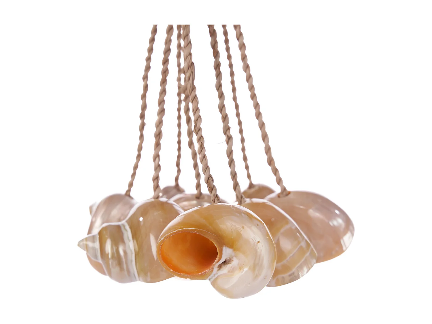 Die Conch Muschel Quaste - Natur