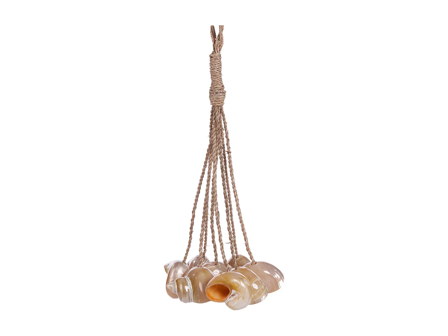 Die Conch Muschel Quaste - Natur
