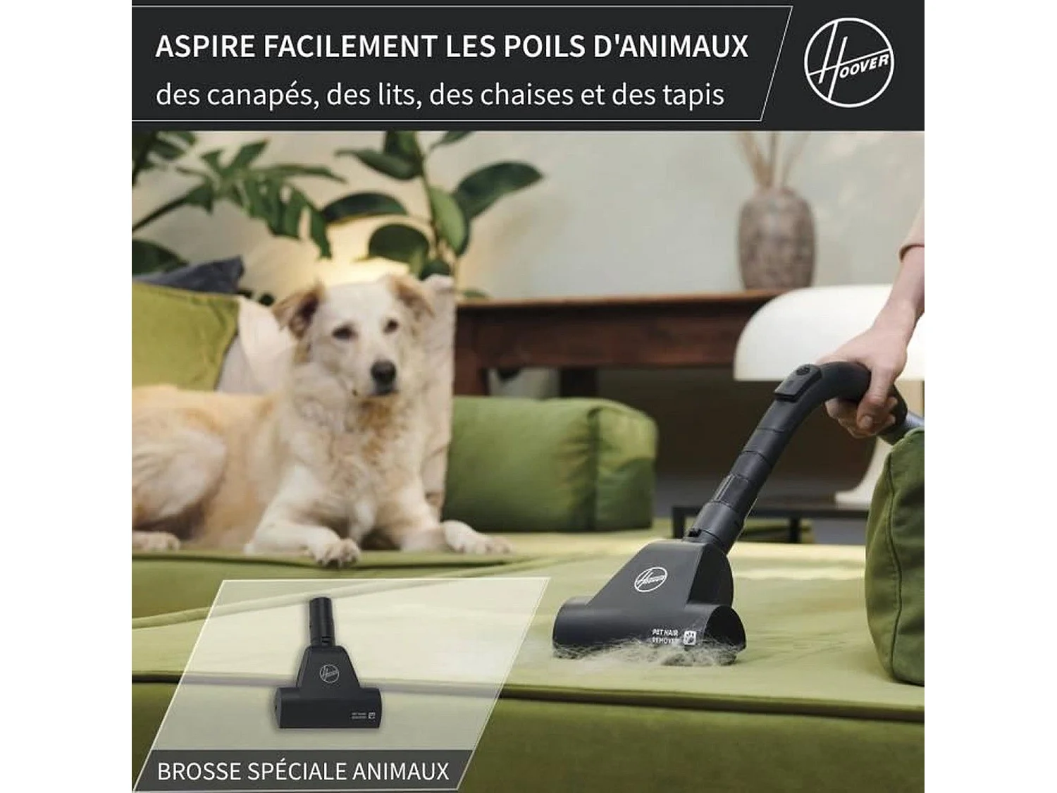 Aspiradora cilíndrica compacta y potente sin bolsa HE1 - Capacidad de 2,5 L - Ideal para suelos duros y alfombras