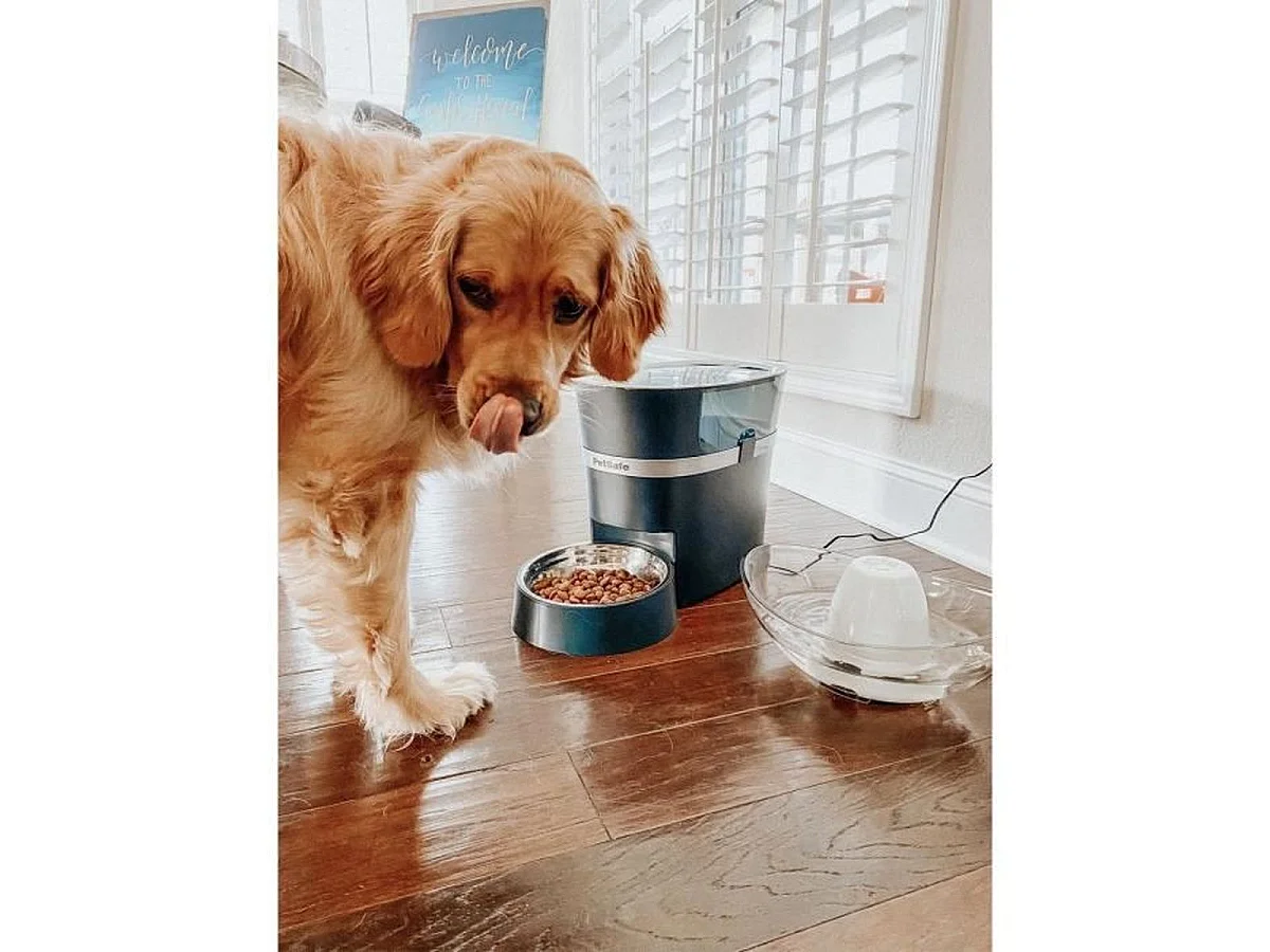 Distributeur automatique PetSafe Smart Feed Wi‑Fi pour croquettes, 12 repas, capacité 2,4 kg