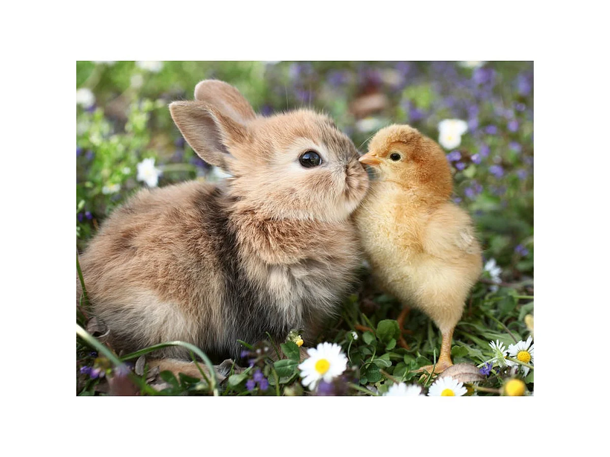 Ravensburger - Puzzle 500 pièces - Lapin et poussin (Collection bébés animaux) - dès 12 ans