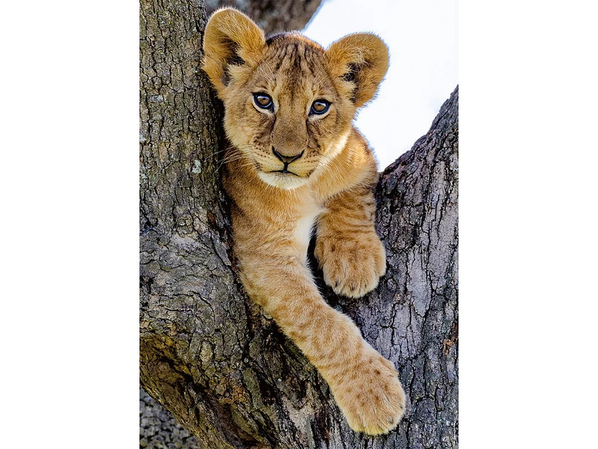 Nathan Desert Lion Cub 1000-delige Wildlife Puzzel voor Volwassenen