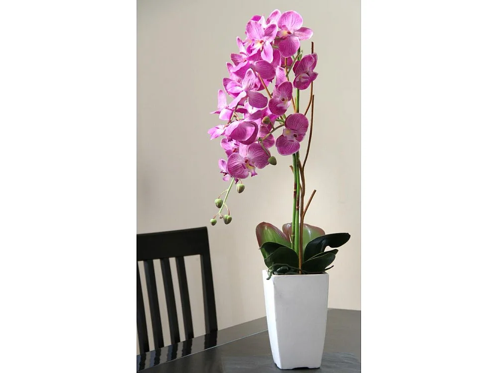 Orchidée fuchsia en pot blanc Fuchsia