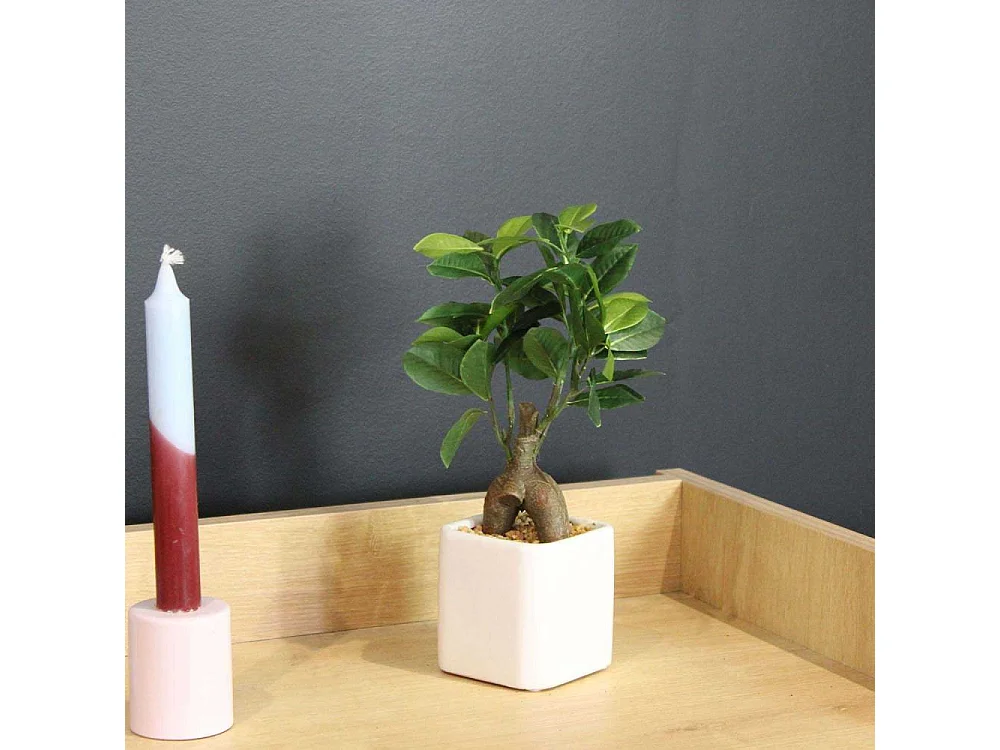 Bonsai ficus elastica pot en céramique 28 cm