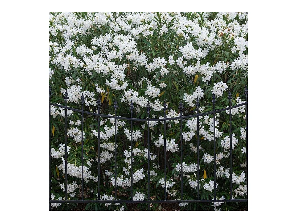 Bordure de jardin  156 x 2.2 x 117 cm Classique