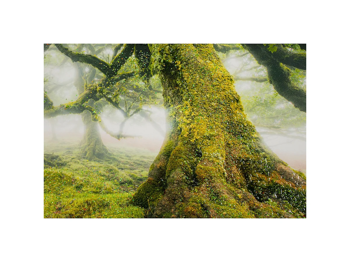 Canvasdruk Foresta — boslandschap met lijst, 90x60 cm