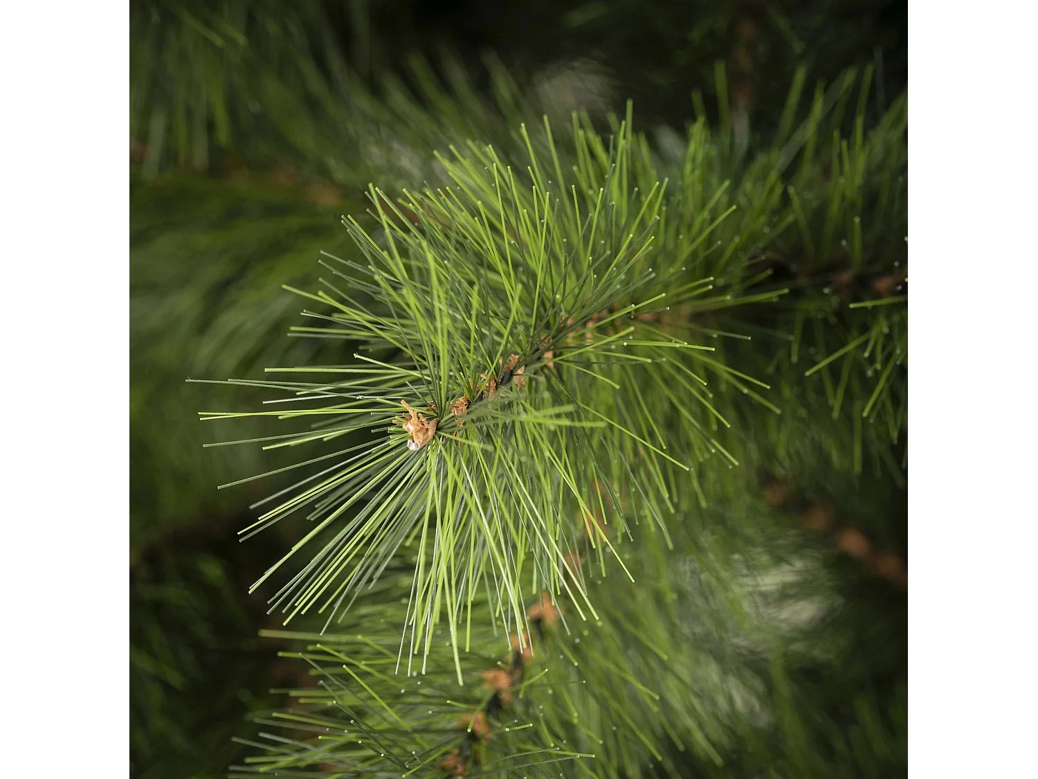 Árbol de Navidad artificial Springos®, pino, 240 cm