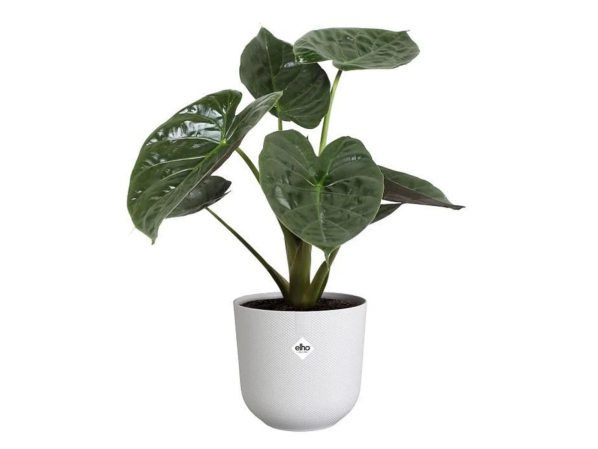 Elho Jazz Rond - Cache-pot d'intérieur blanc Ø26 x H24 cm