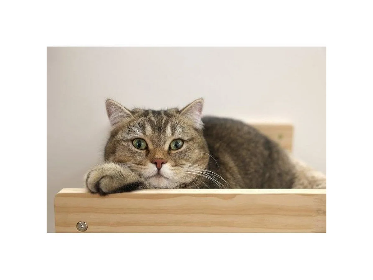 KERBL Massivholz Wandhängematte für kleine erwachsene Katzen - 38 x 33,5 x 16 cm