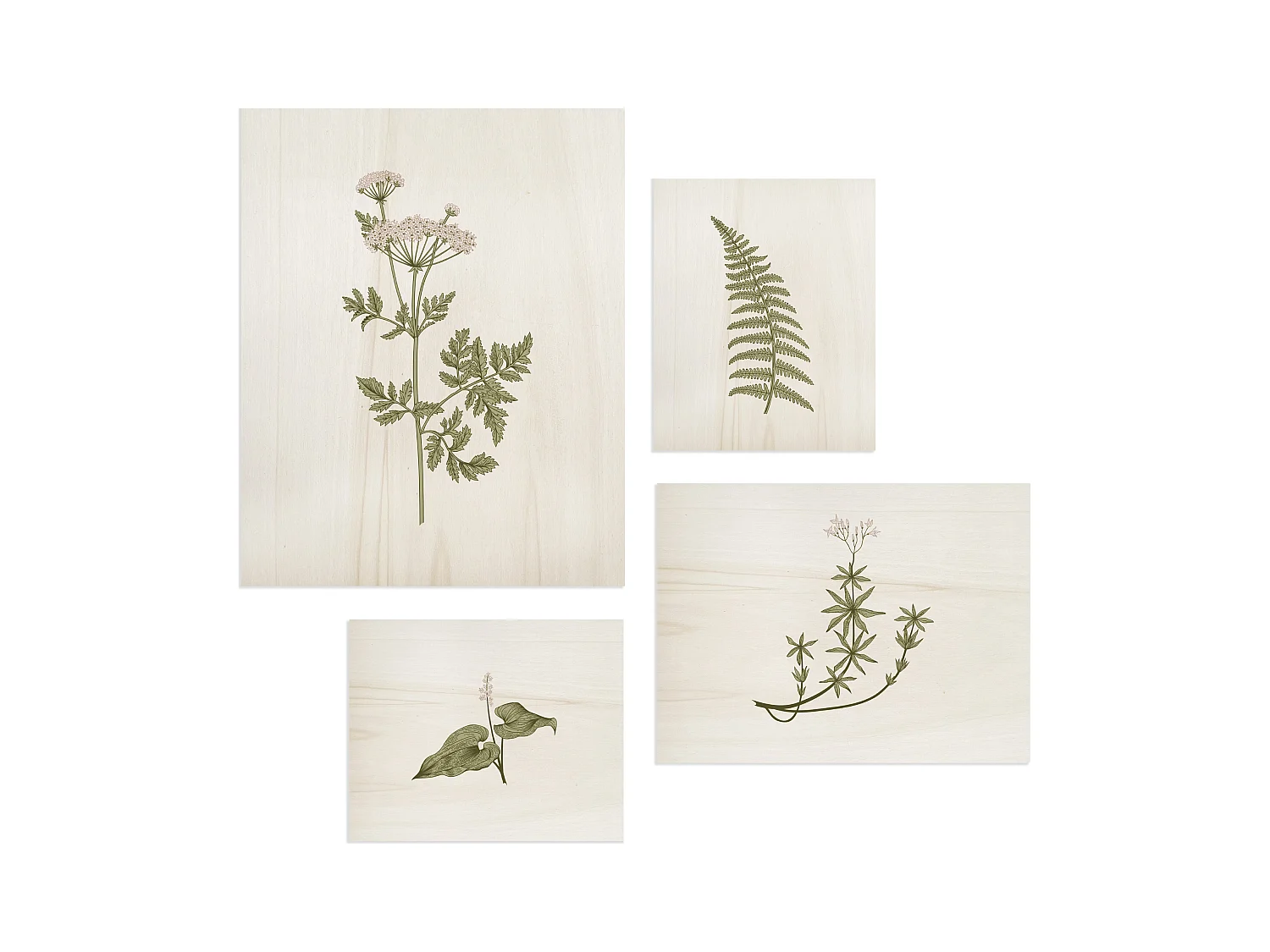 Pack de cuadros con motivos Botánicos