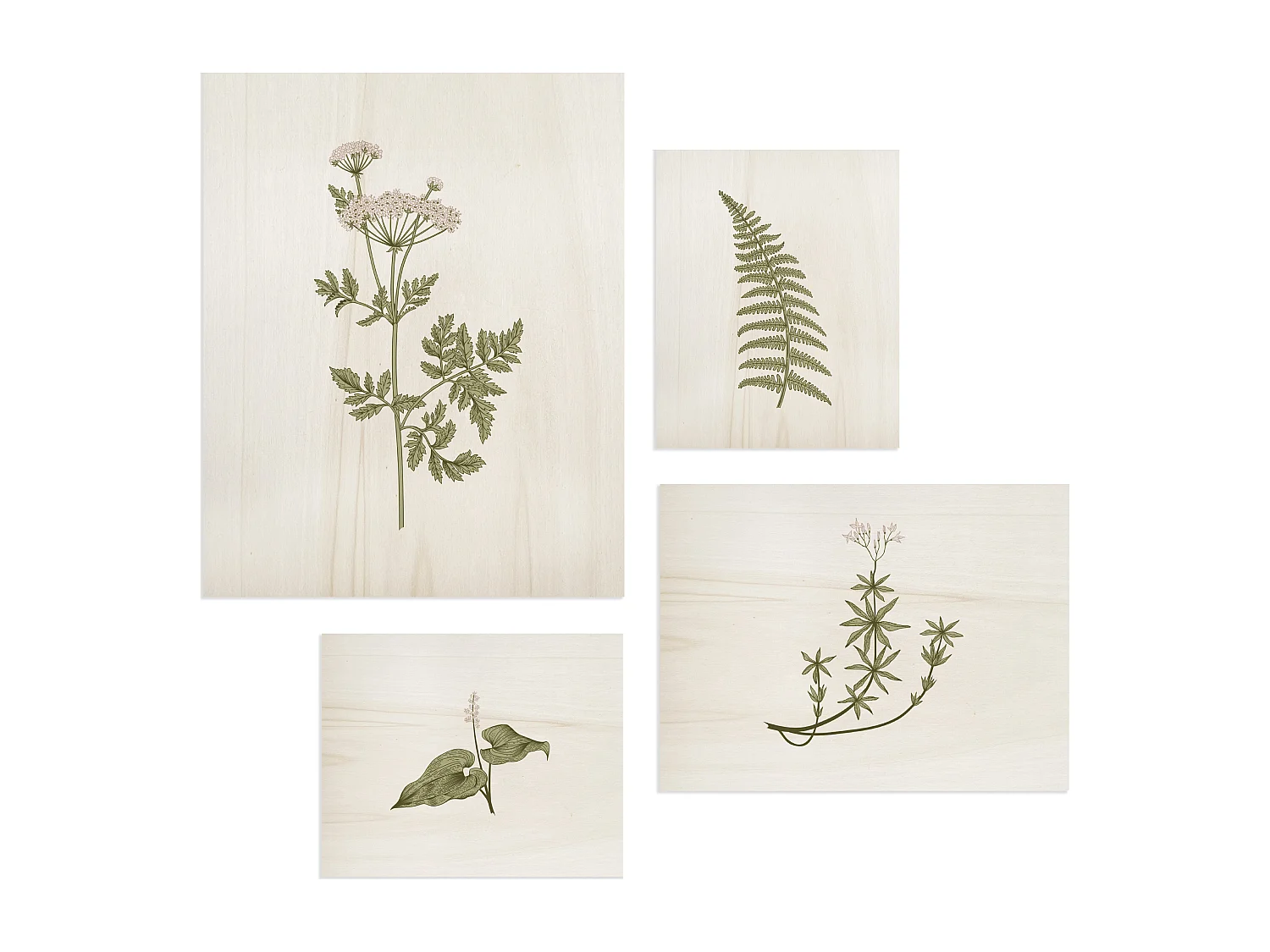 Pack de cuadros con motivos Botánicos