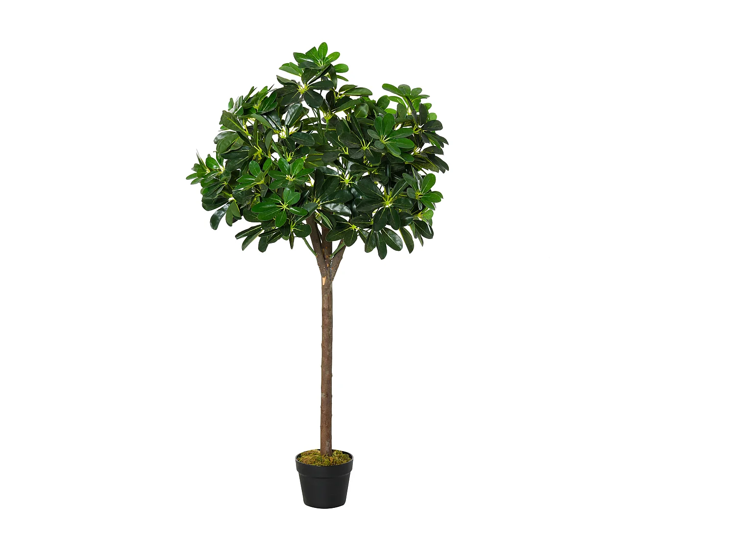 Arbre artificiel plante artificiel Alstonia scholaris hauteur 1,2 m tronc branches lichen 693 feuilles grand réalisme pot inclus