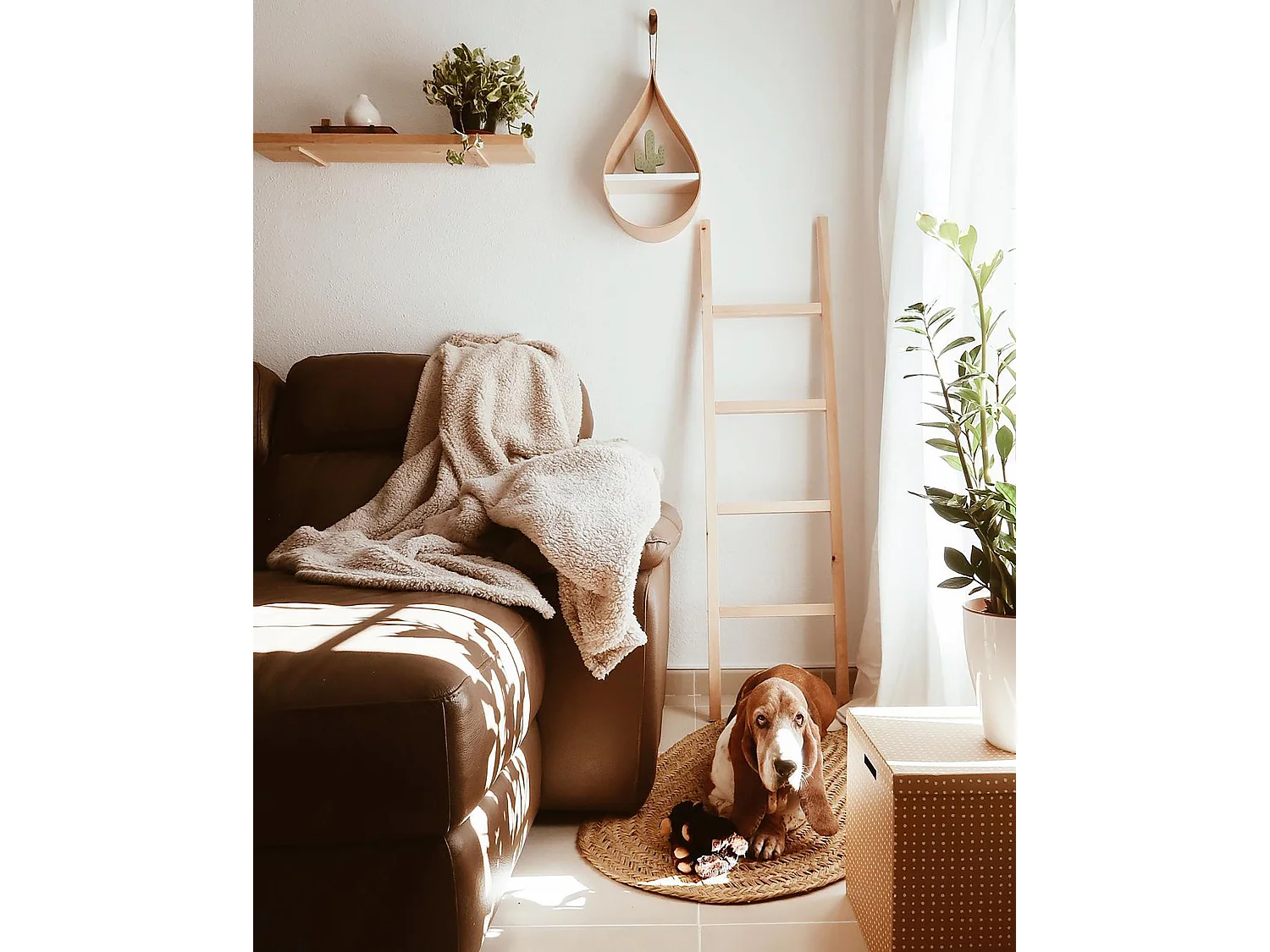 Échelle en bois de pin naturelle 41x150cm - STAIRS - DECOWOOD