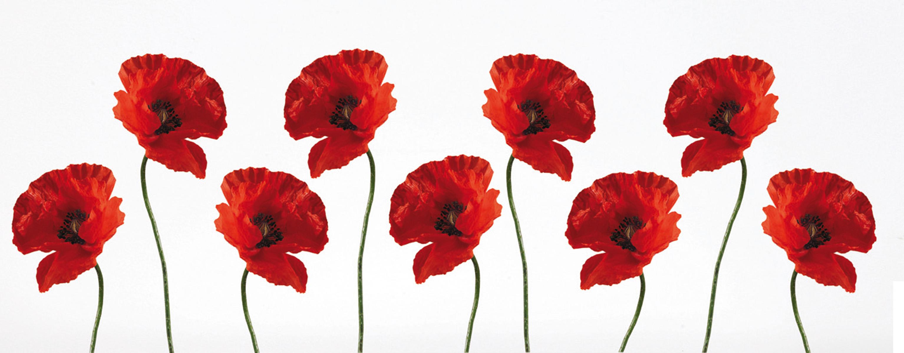 stickers-d-coratifs-coquelicot-21x29-7cm