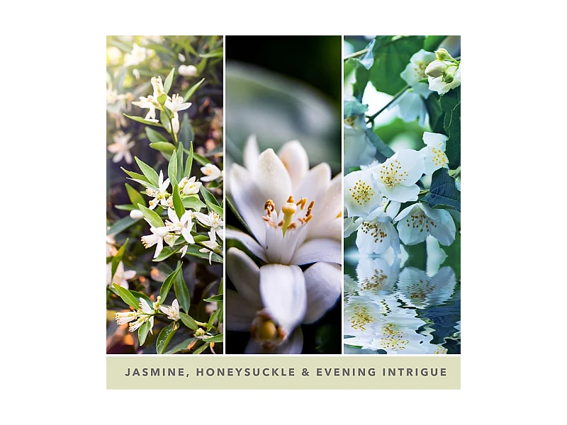 Bougie signature jasmin de minuit modèle moyen