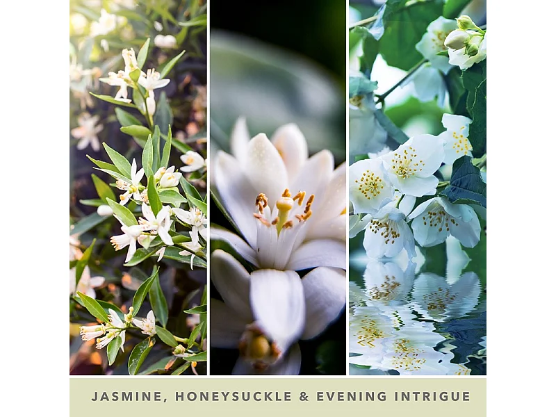Bougie signature jasmin de minuit modèle moyen