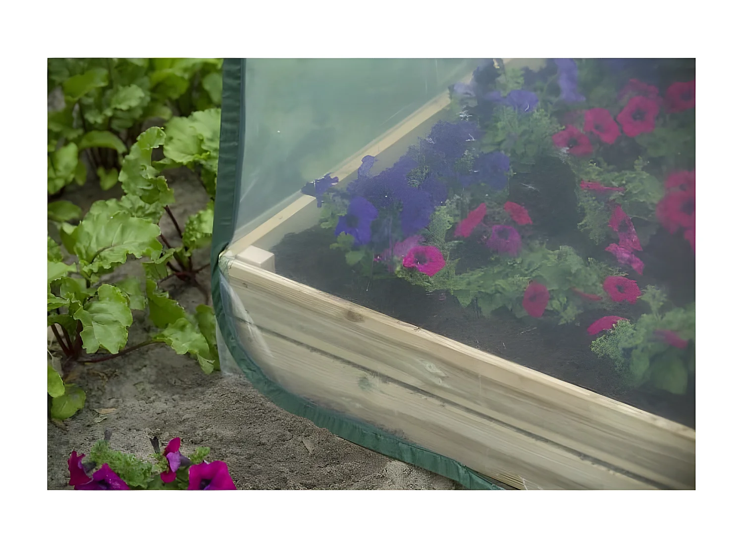 Serre de jardin Pop-Up 100 x 100 x 100 cm - PE transparent - Protection anti-UV