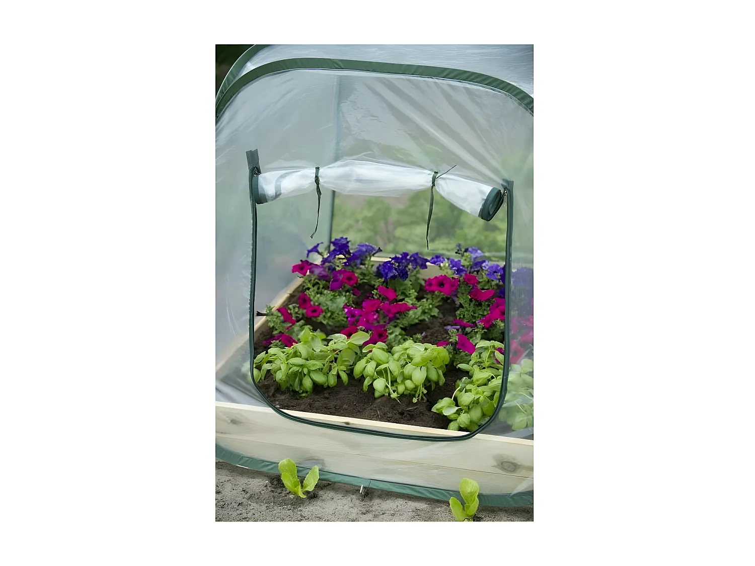 Serre de jardin Pop-Up 100 x 100 x 100 cm - PE transparent - Protection anti-UV