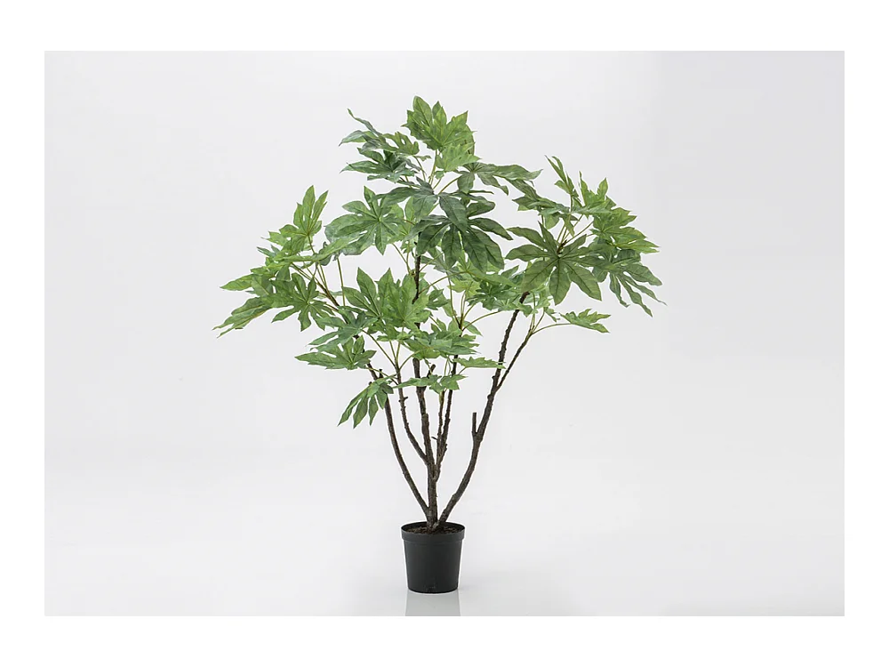 Fat Sia Japonica en pot 150 cm