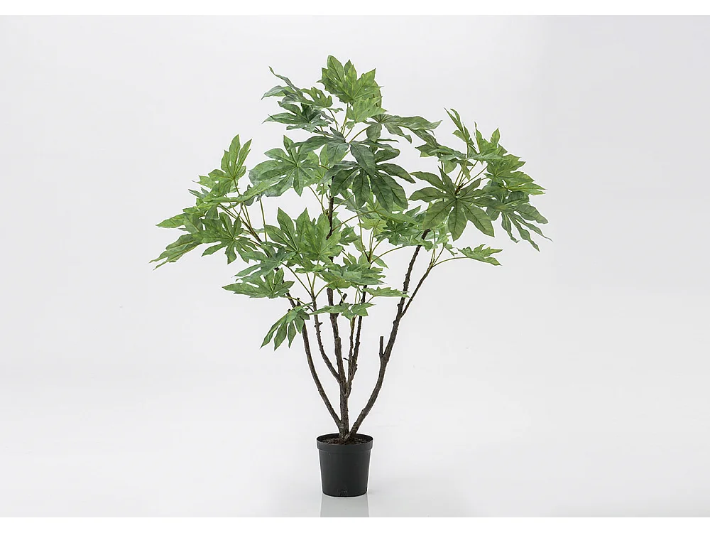 Fat Sia Japonica en pot 150 cm