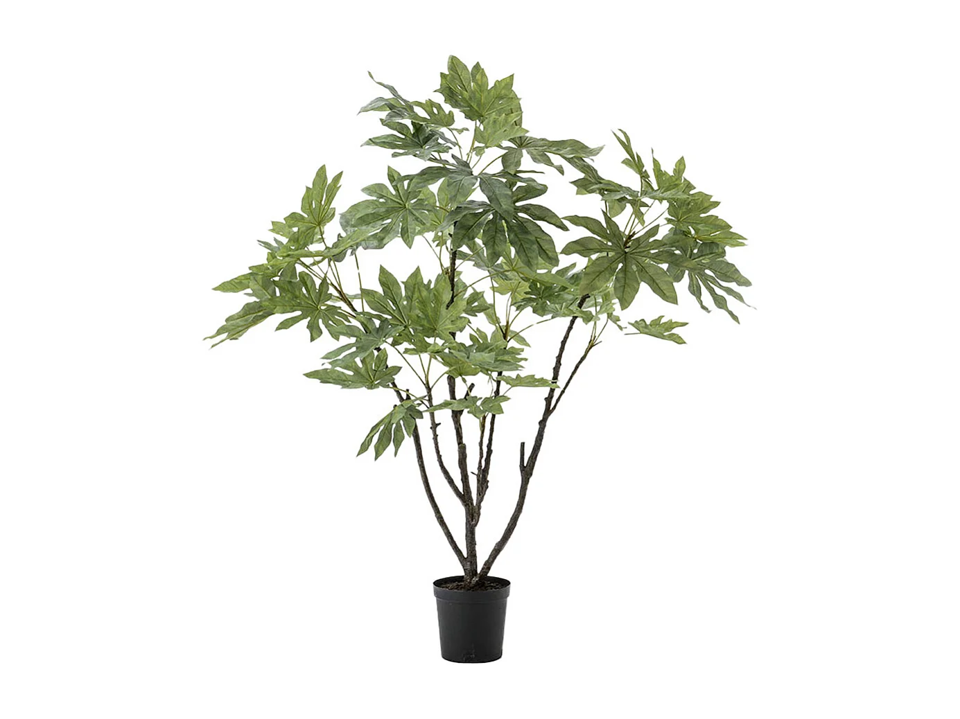 Fat Sia Japonica en pot 150 cm