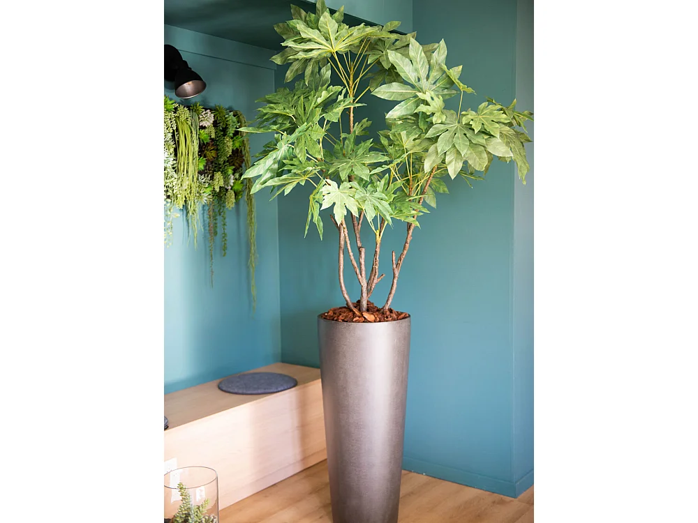 Fat Sia Japonica en pot 150 cm