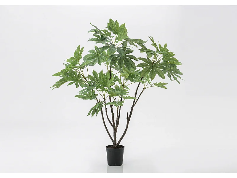 Fat Sia Japonica en pot 150 cm