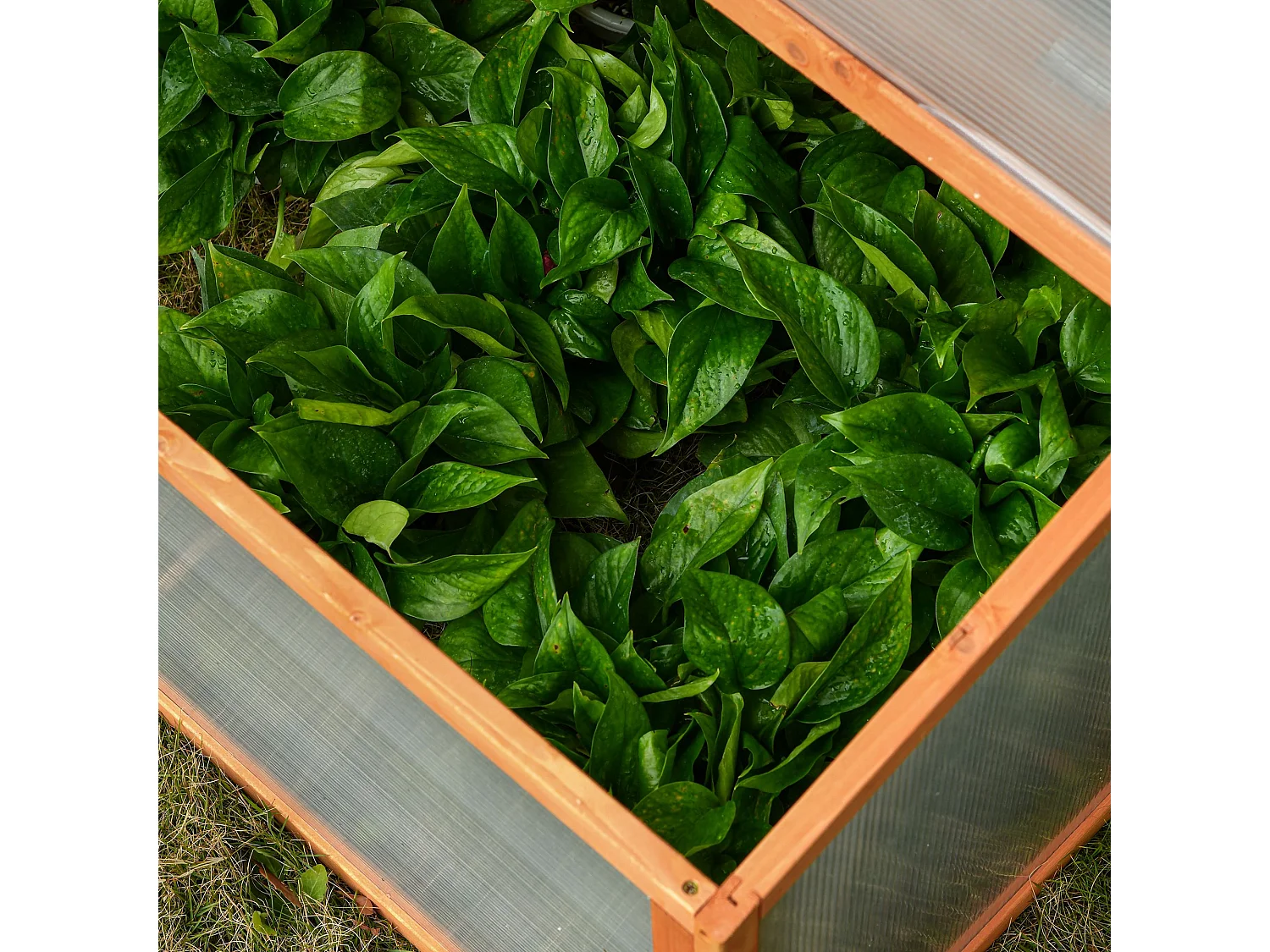 Mini serre de jardin serre à tomates dim. 90L x 80l x 58H cm toits ouvrables panneaux de polycarbonate bois sapin pré-huilé