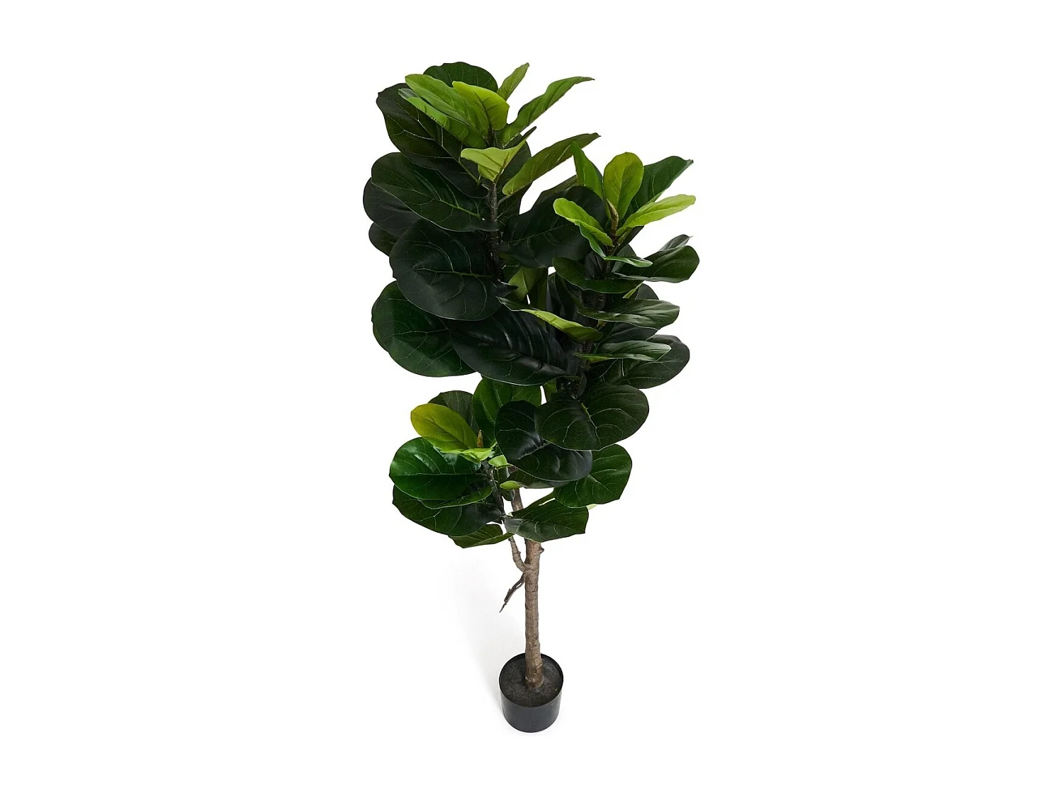 Kunstpflanze mit Topf - H. 155 cm - Ficus
