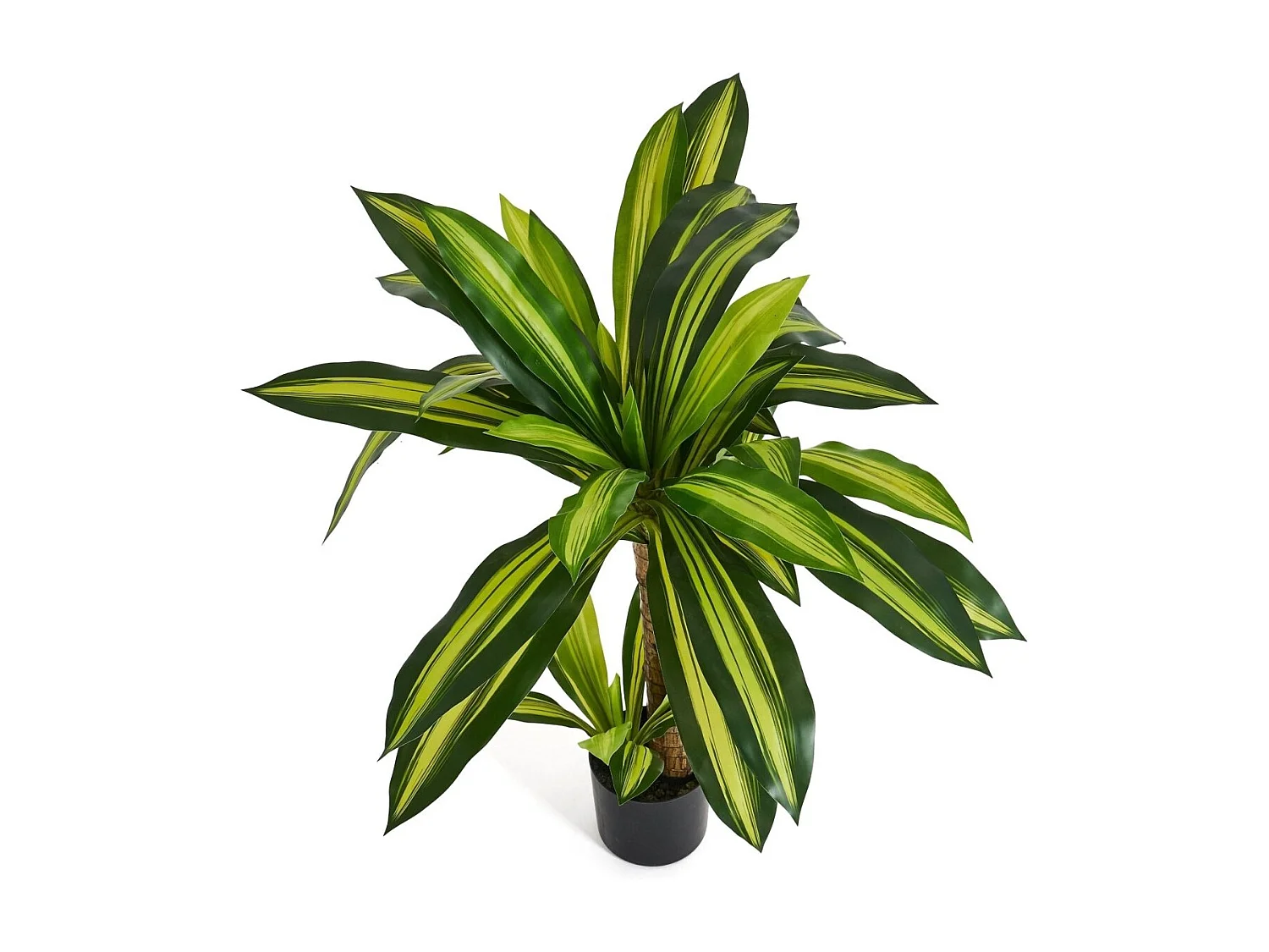 Planta artificiale con vaso - Dracena - H. 80 cm