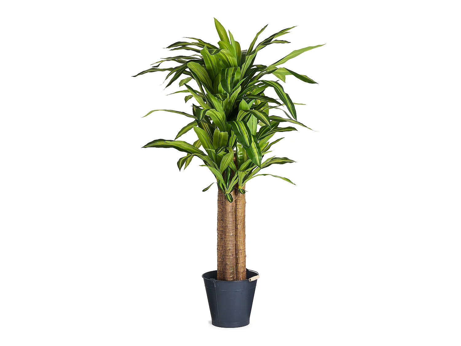 Kunstpflanze mit Topf - H. 155 cm - Dracaena
