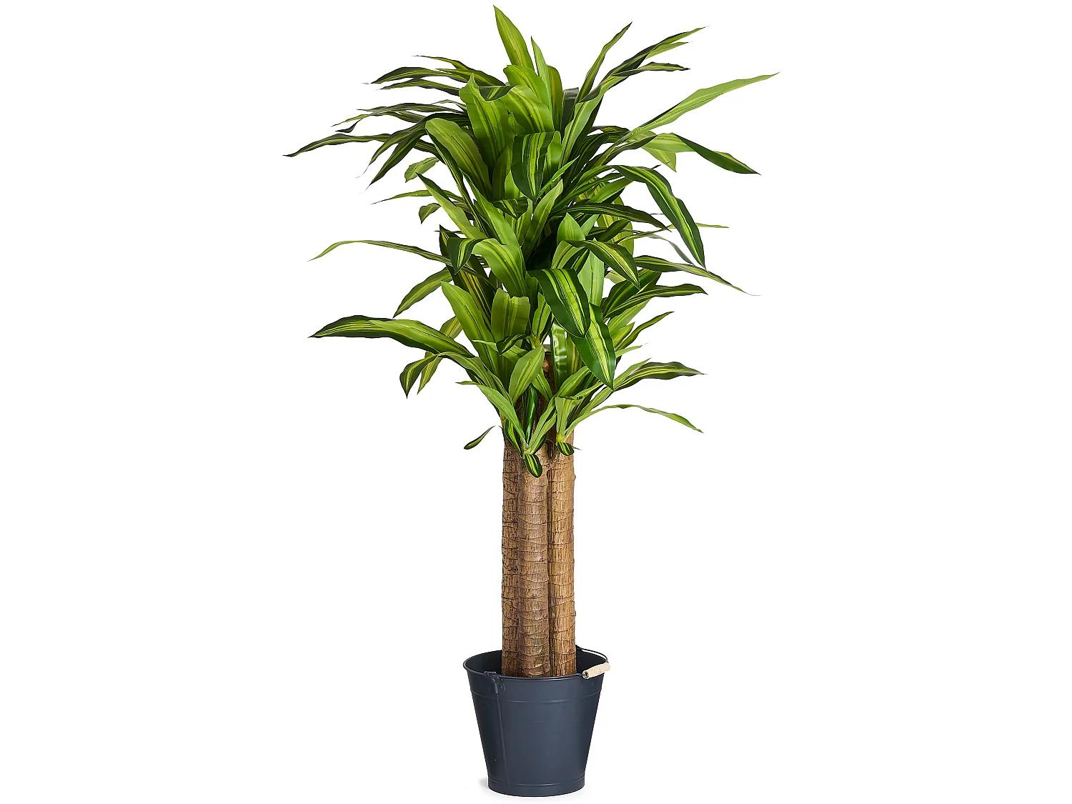 Planta artificial con maceta - Dracena - H. 150 cm