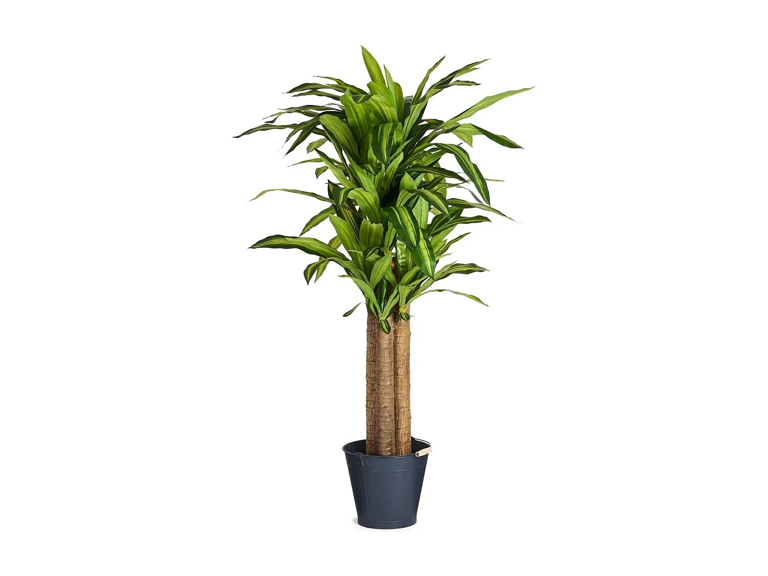 Kunstpflanze mit Topf - H. 155 cm - Dracaena