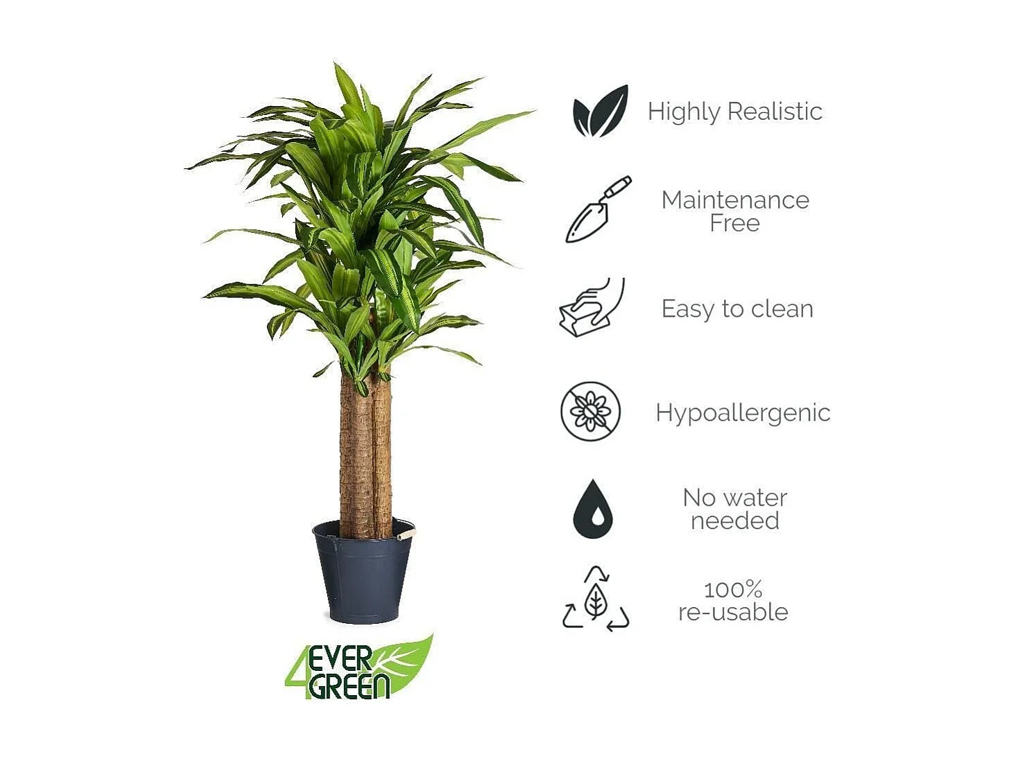 Kunstpflanze mit Topf - H. 155 cm - Dracaena