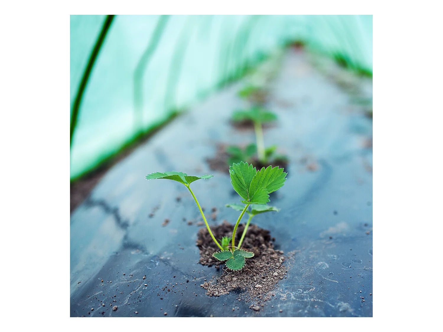 Invernadero túnel jardín cubierta vegetal verduras frutas 300x55x35 cm ECD Germany