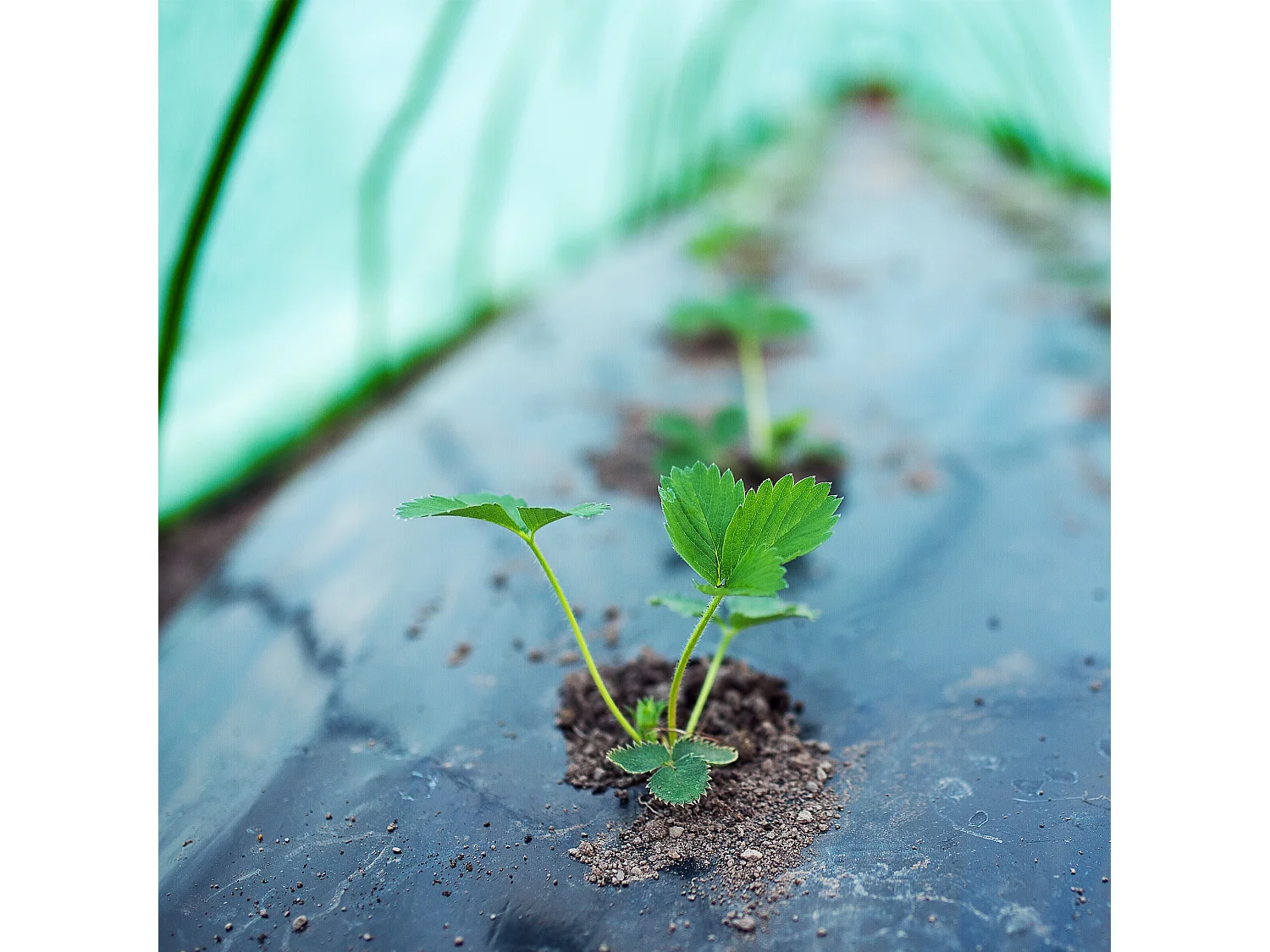 Serre de jardin tunnel de culture abri de plantes 300x55x35 cm ECD Germany