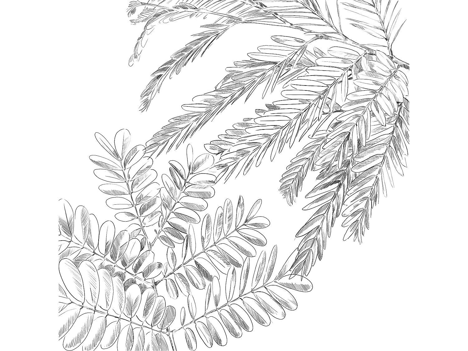 Parure de lit 2 Personnes 240 x 220 cm Housse de couette et 2 taies Imprimé Monstera