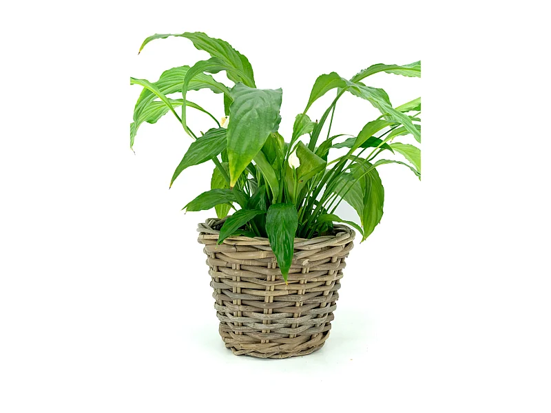 Corbeille ronde en poelet gris