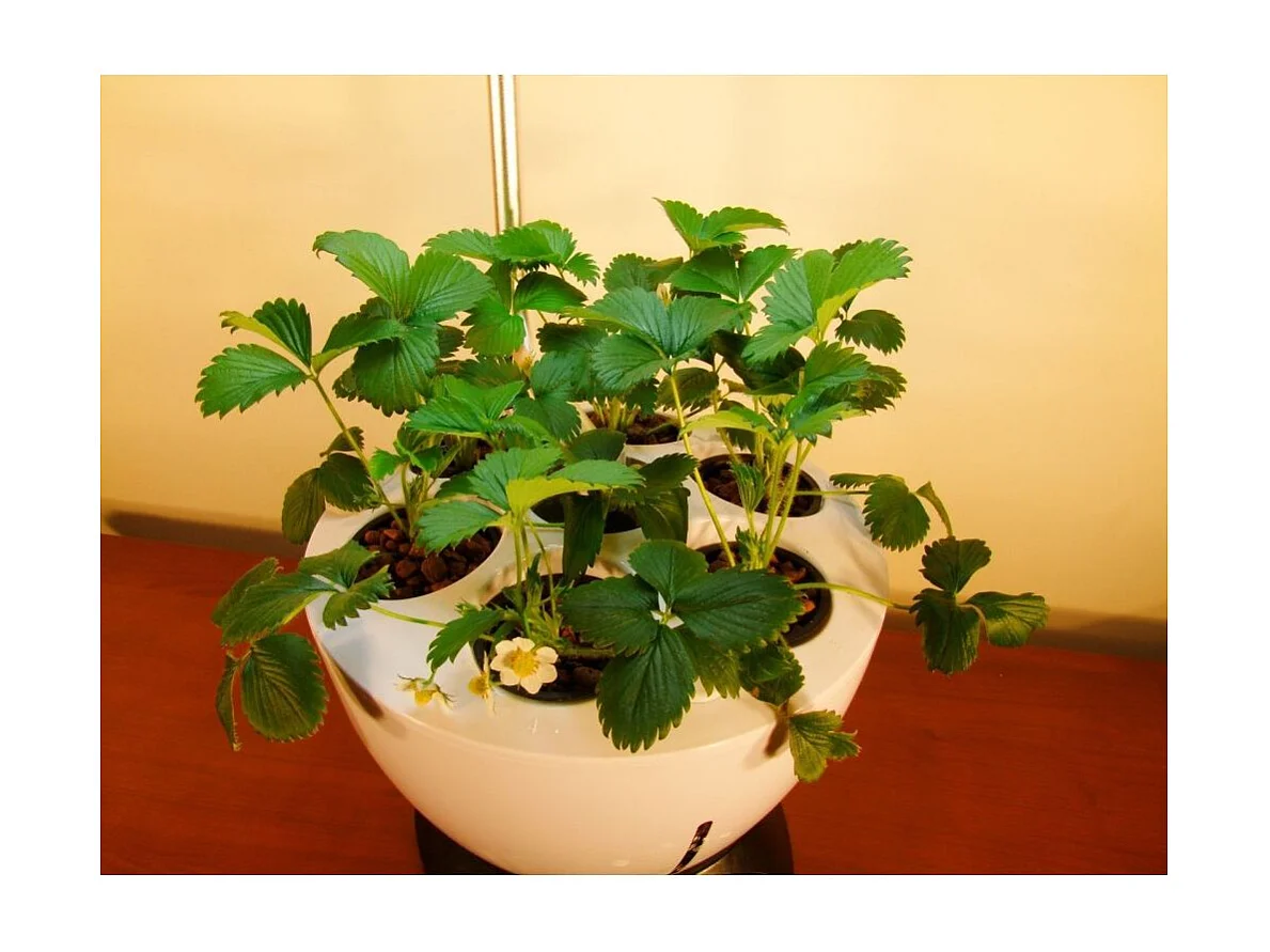 Jardinière avec lampe led intégrée Le potager