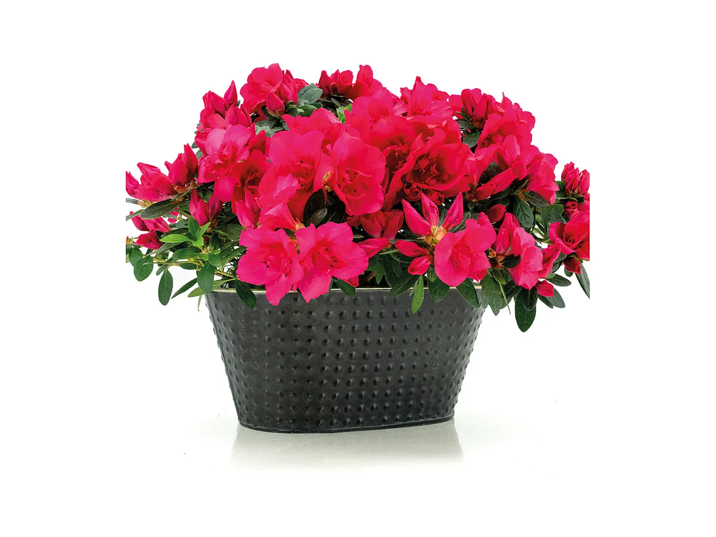 Corbeille ovale en métal noir laqué mat