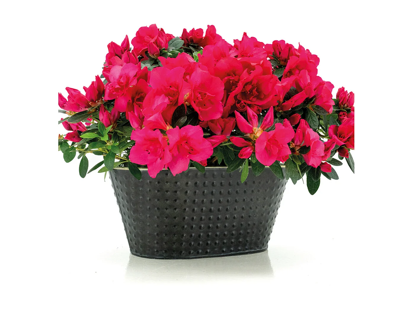 Corbeille ovale en métal noir laqué mat