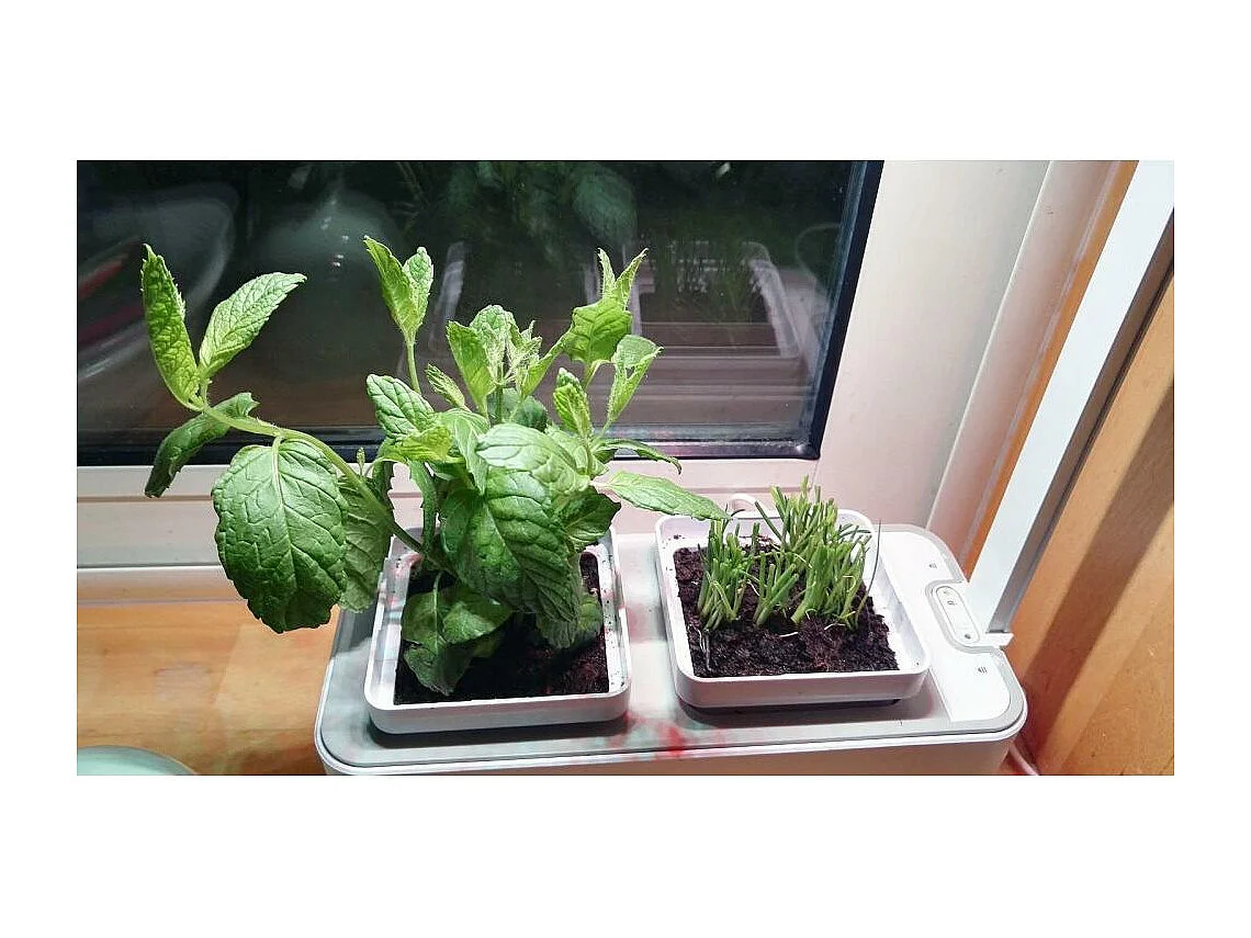 Jardinière avec lampe led intégrée Mini potager + engrais 1000 ml