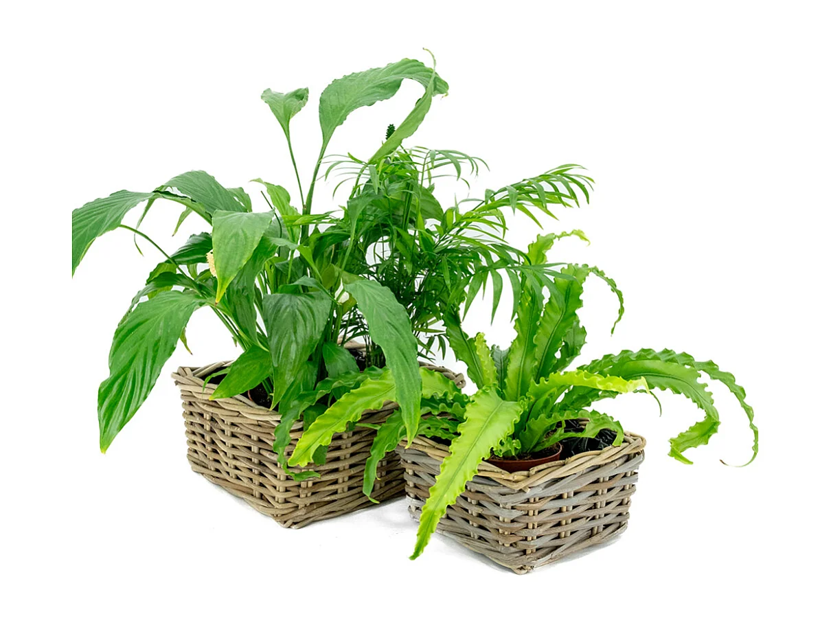 Corbeille carrée en rotin (Lot de 2)