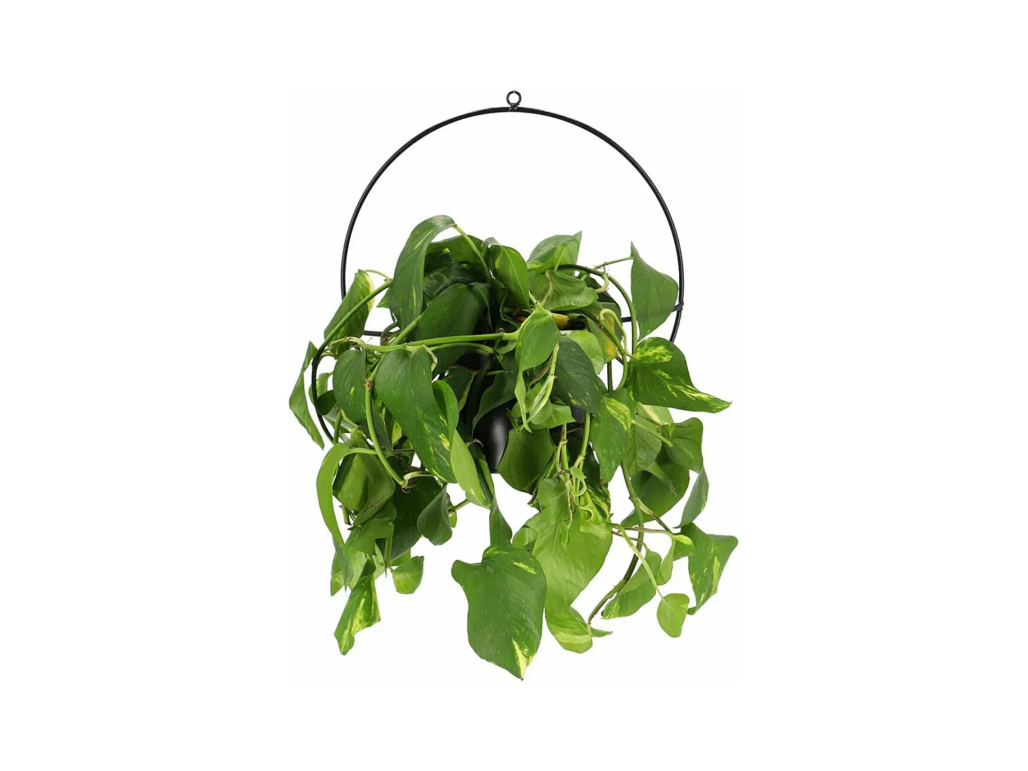 Jardinière déco ronde d'intérieur en métal noir Fixation murale